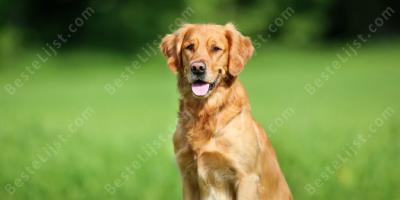Golden retriever films