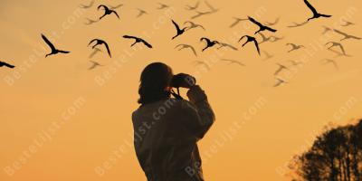 vogels kijken films