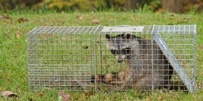 dierenval films