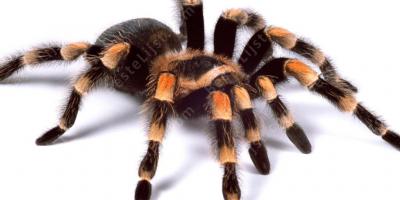 tarantula films