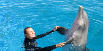 dierentrainer films