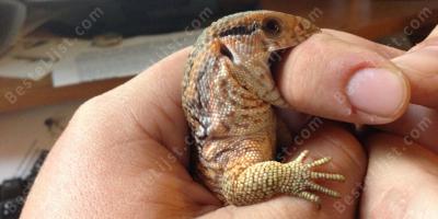 in de arm gebeten films