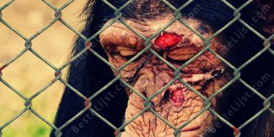 dierenmishandeling films