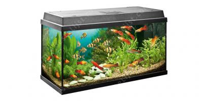 aquarium films