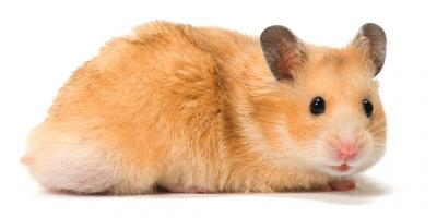 hamster films