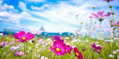 zomer films