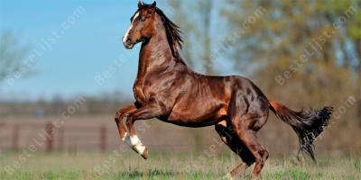 volbloed paard films