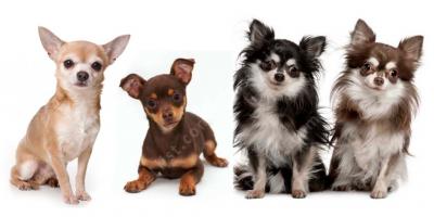 chihuahua films