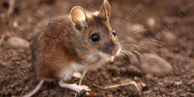 muis films