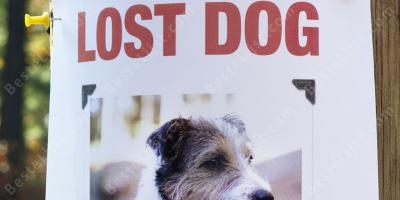 vermiste hond films