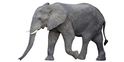 olifant films