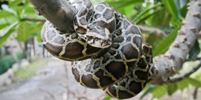 Python films