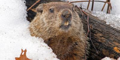 groundhog-dag films
