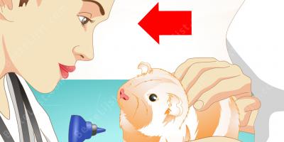 menselijke cavia films
